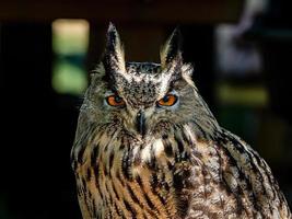 Huge owl closeup shot, flora and fauna of Vosges photo