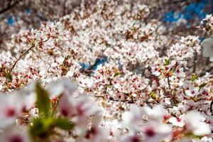 Cherry trees flowering at spring, Strasbourg, Alsace photo