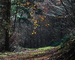 Bright autumn colors in the Vosges mountains. Alsace. photo