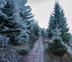 The first frost on beautiful Christmas trees in the forest in the mountains. photo