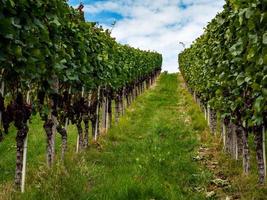 The grapes are ripe. Vintage season. Winemaking in Alsace. photo