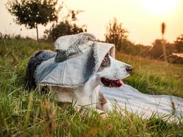 Funny corgi dog posing in a female hat against the backdrop of the setting sun