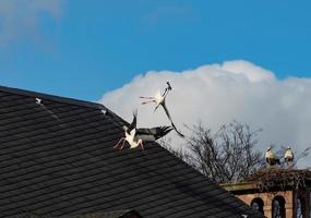 Beautiful white storks in the nest on blue sky backgroung, springtime photo