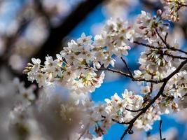 Blooming cherries in the sunny park of Strasbourg. The amazing beauty of spring parks photo