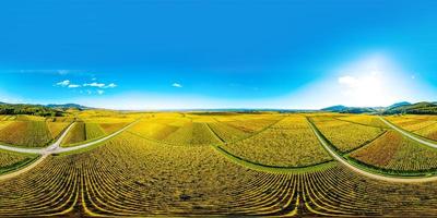 A circular spherical panorama of autumn vineyards in Alsace. Blue sky and bright yellow. photo