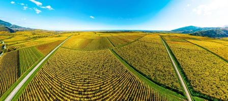 Panoramic view of the beautiful vineyards of Alsace in the fall. Bright yellow color prevails.