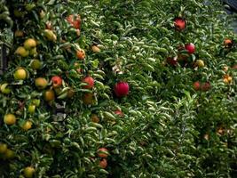 The apples are ripe. Apple picking season. Black Forest. Germany photo