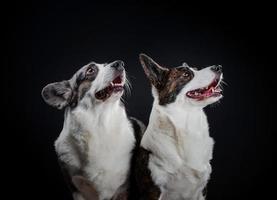 Two beautiful brown and grey corgi dogs posing in studio, isolated on black background photo