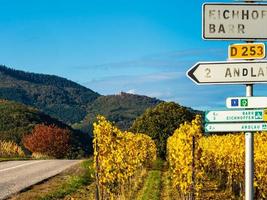 Very beautiful yellow Alsace vineyards in the fall, after grape harvest. photo