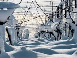 Alsace vineyards under heavy snow on a sunny winter day. Details and top view. photo