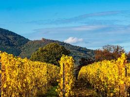 muy hermosos viñedos amarillos de alsacia en otoño, después de la cosecha de uva. foto