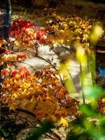 Pointed multicolored autumn maple and sycamore leaves. Close-up. photo