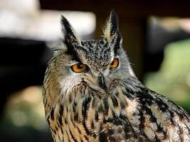 Huge owl closeup shot, flora and fauna of Vosges photo