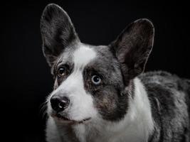 Beautiful grey corgi dog with different colored eyes closeup emotional portrait photo