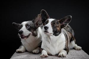 Two beautiful brown and grey corgi dogs posing in studio, isolated on black background photo