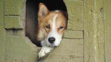 cute red dog. portrait of a dog photo