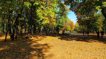 Beautifull park in the autumn photo