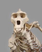 male gorilla skeleton photo