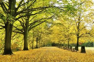 autumn alley landscape photo