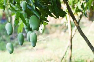 mango fruit on tree in garden photo