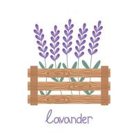 Lavender flowers grow in a wooden box. Vector illustration isolated. For a design or a postcard