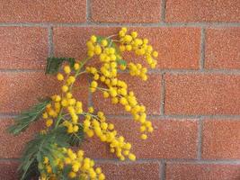 yellow mimosa flower photo