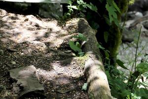 Small lizard on mountain path. photo