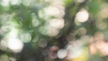 árbol borroso, ramas con hojas pequeñas y bokeh para usar como fondo o papel tapiz. foto