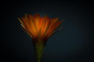 Orange flowers on mini cactus name Lobivia. little pot on isolated black background. Studio shot and lighting photo
