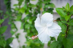 Hibiscus flower or Shoe Flower, Chinese rose white with red stamens. outdoor flower white petals Long stamens. Nickname Queen of Tropic Flower. photo