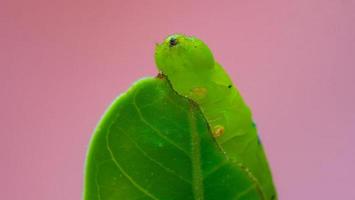 la oruga o larva está a punto de comerse las hojas. las orugas comen las hojas de adenium. durante la temporada de lluvias. foto