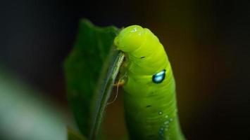 The caterpillars, or Larva, are gnawing or eating the leaves of adenium species in preparation to develop into pupae. The big blue dots are not the eyes. It is there to deceive the enemy only. photo