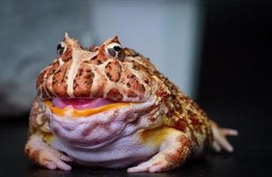 The argentine horned frog yellow with brown stripes. The frog sat still on black surface or background. photo