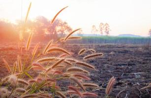 Clumps or bushes of grass growing along the way between the fields or sugar cane fields. In the morning, the morning sun or orange light shines through the trees. photo