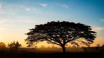 silueta, árbol grande, extenso, perfecto, fondo del cielo la luz naranja del sol naciente en la mañana y una niebla tenue foto