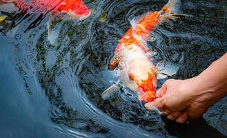 Feed the japan koi or fancy crap with your bare hands. Fish tamed to the farmer. An outdoor koi fancy fish pond for beauty. Popular pets for Asian people relaxation and feng shui meaning good luck. photo