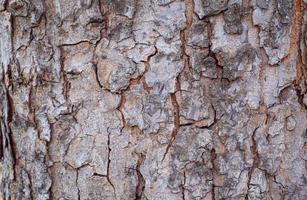 Bark from a large tree trunk. Woodgrain pattern For use in making wallpaper or background photo