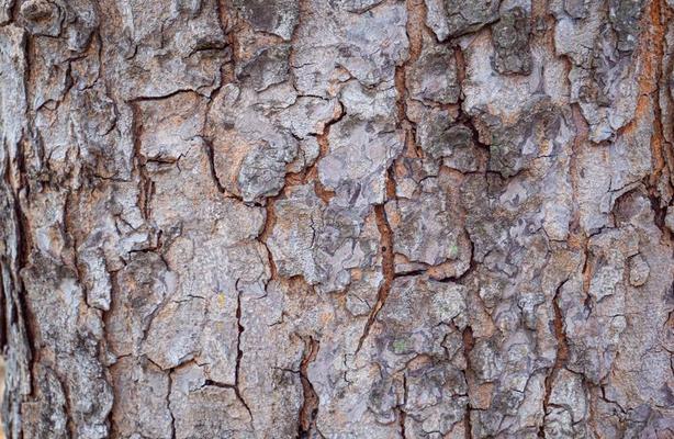 Birch bark texture. The texture of the birch bark. Birch bark background.  Birch tree trunk, Betula pendula. 16544241 Stock Photo at Vecteezy