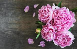 Pink peony flowers photo