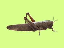 animal insecto saltamontes sobre verde foto