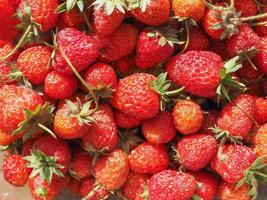 Strawberry fruit background photo