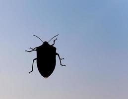 Green shield bug insect animal photo