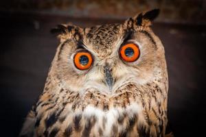 Funny owl portrait looking at camera photo
