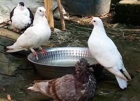 Pigeons drinking water from a bowl photo