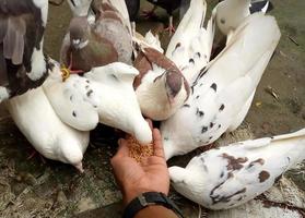 pigeon eat food bird seed photo