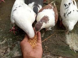 pigeon eat food bird seed photo