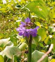 Water hyacinth plant with flower on green natural background. Uncommon water hyacinth photo