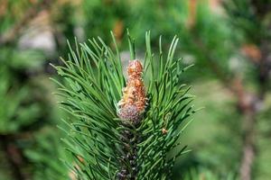 A young fir cone on a branch photo