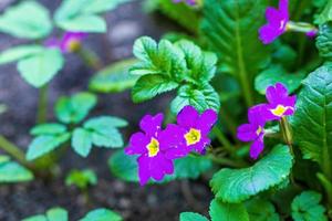 spring blooms of Primrose photo