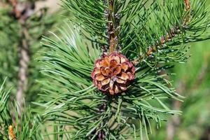 pine cone on a branch photo